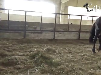 Worlds Biggest Dog Cock