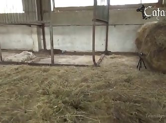 Worlds Biggest Dog Cock