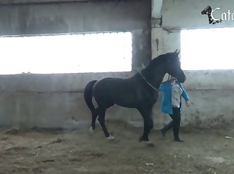 Can Horses Mate With Zebras