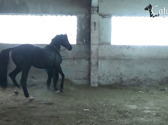 Can Horses Mate With Zebras