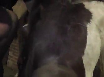 Dog Licks You While Petting