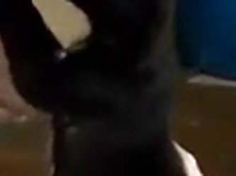 Woma Having Sex With Animal