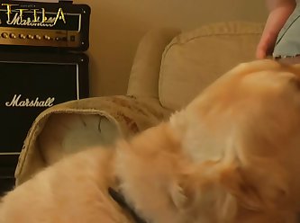 Why Would Anyone Engage In Sex With An Animal