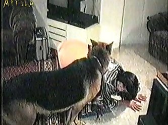 Animal Sex Gals