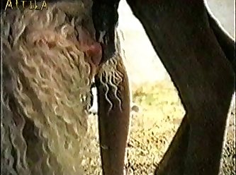 An Animal Sex