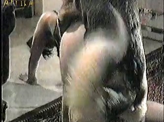 An Animal Sex