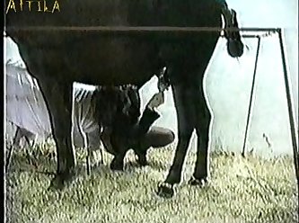 Animal Sex Photos