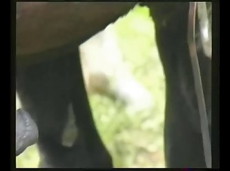 How Does Animal Sex Work