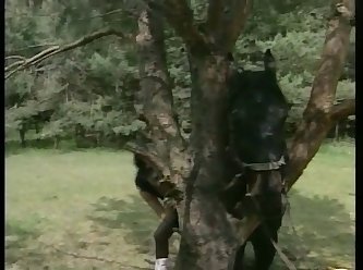 Indian Animal Sex Com