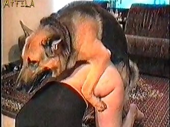 Dogs Animal Sex