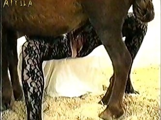 Animal Sex With Girls Video