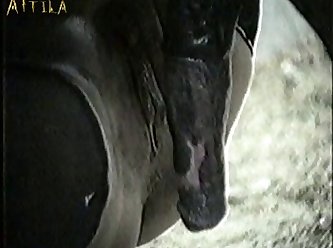Animal Jungle Sex Video