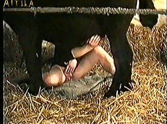 Gay And Animal Sex