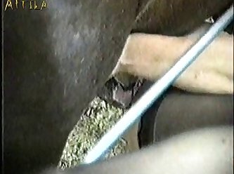 Woman Arrested For Sex With Animal