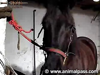 Sex Stories Hindi Animal