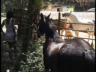 Sex Animal Gay Video