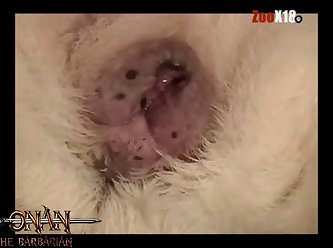 Women Animal Sex Vedio