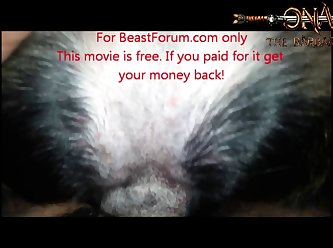 Animal Sex Com