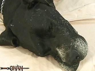 Animal Boar Sex