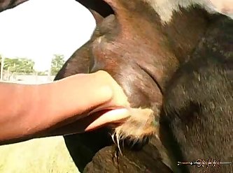 Animal Sex Together