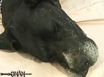 Real Animal Sex With Human
