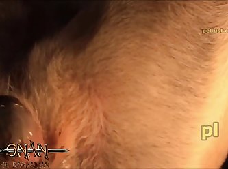 Sex Animal Chien