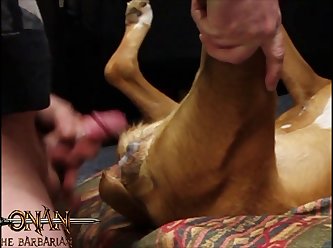 Free Sex Porn Animal