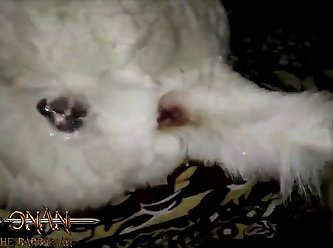 Free Sex Porn Animal