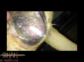 Free Sex Porn Animal