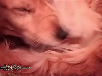 Free Sex Porn Animal