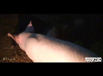 Animal Sex Behavior