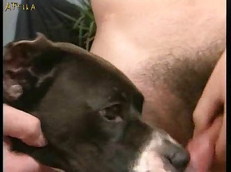 Hindi Sex Story Animal