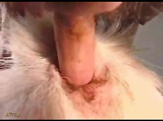 Child Animal Sex
