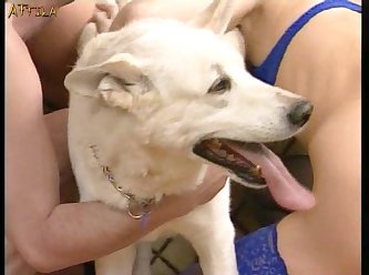 Gay Sex Videos Animal