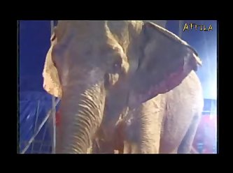 Animal Sex Video With People