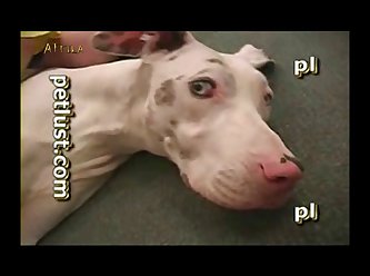 Animal Dog And Man Sex