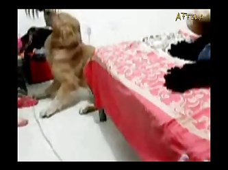 Which Animal Has The Longest Sex