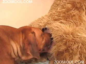 Alyssa Rosales Zoofilia