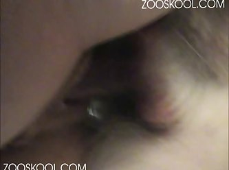 Zoofilia Perro Caliente