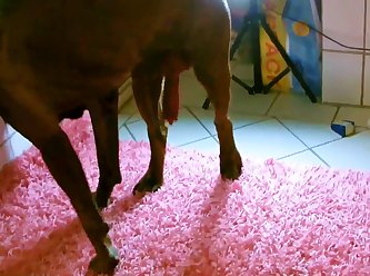 Zoofilia Chupa Conos