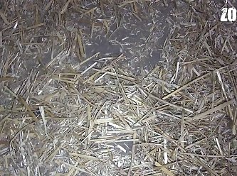 Videos De Zoofilia Gatos