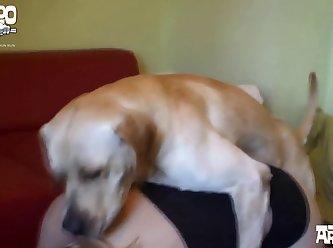 Zoo Porn Dog Knot