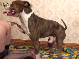 Animal Crossings Porn Video