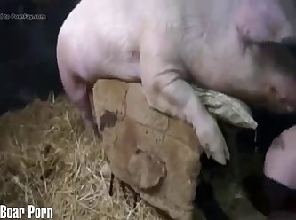 Denise Frazier boar Porn