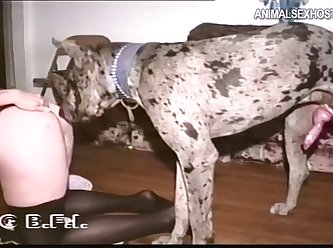 Chessy Moore Dog Mania