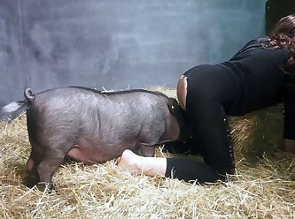 Sweet Piggy Game xxxxx
