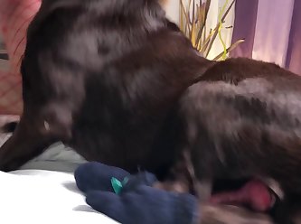 Xx Xx X Only Dog Fun