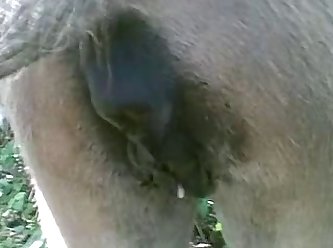 Animal Sex Video