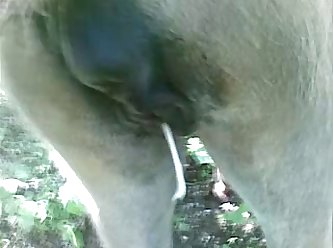 Animal Sex Video