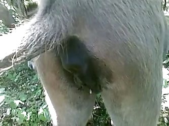 Animal Sex Video